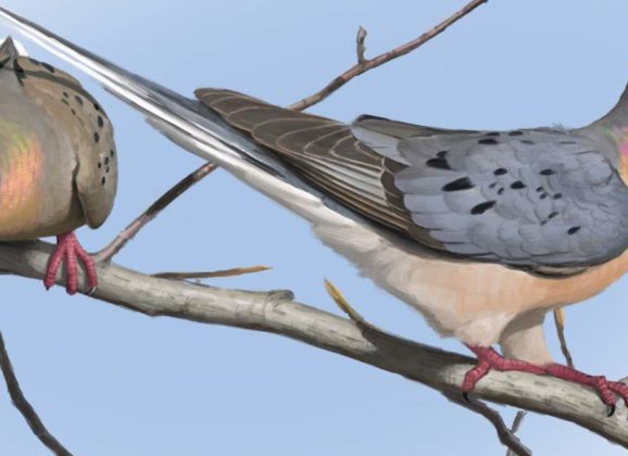 Does the National Audubon Society website have free pictures of doves?