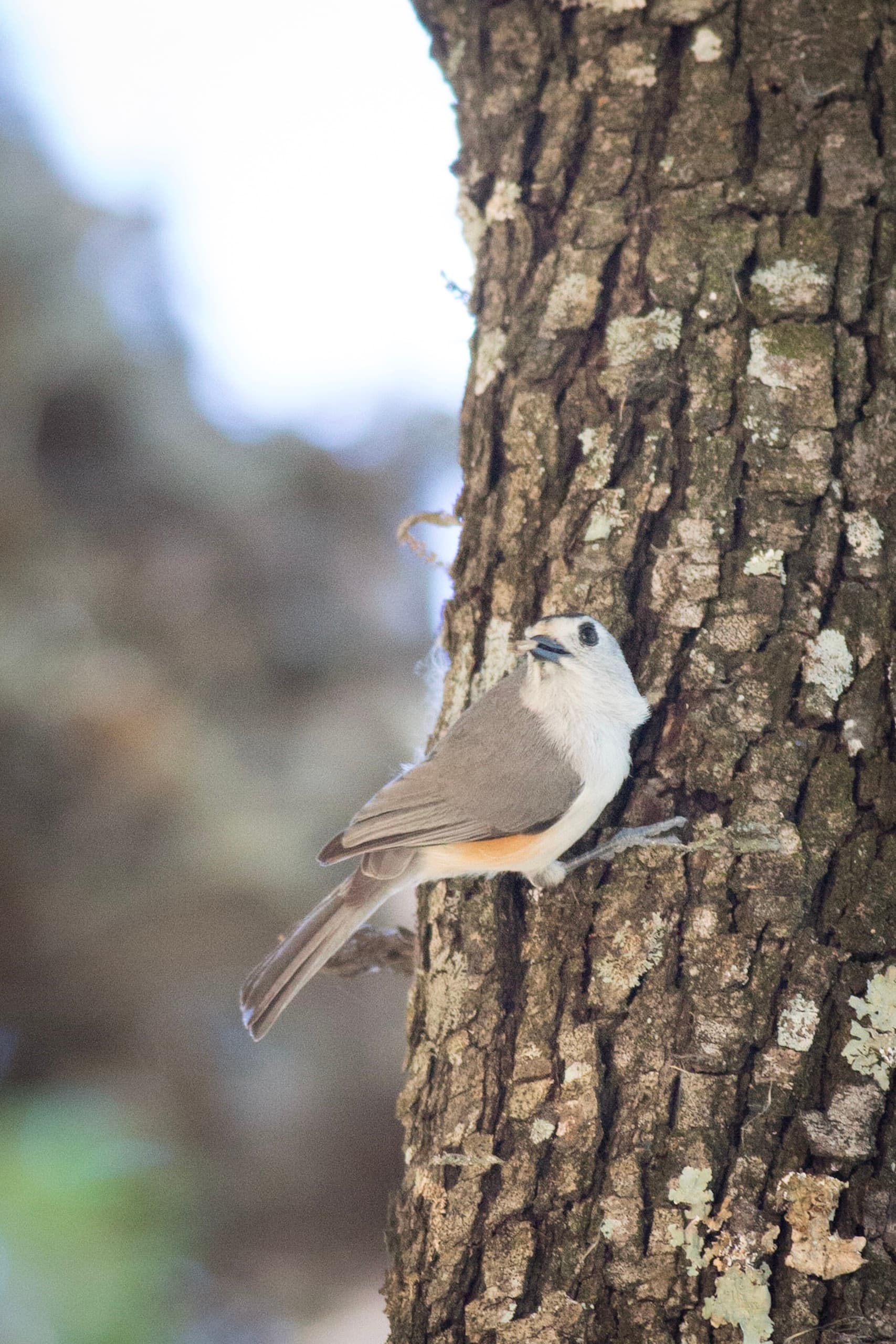 Black-crested Titmouse