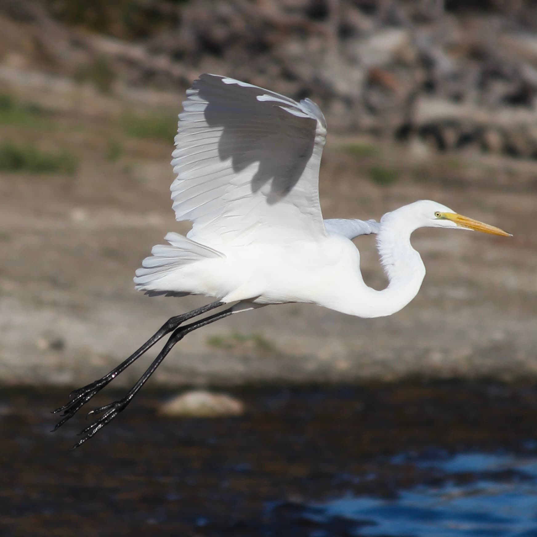 Great Egret