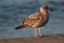 Western Gull