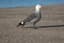 Heermann's Gull