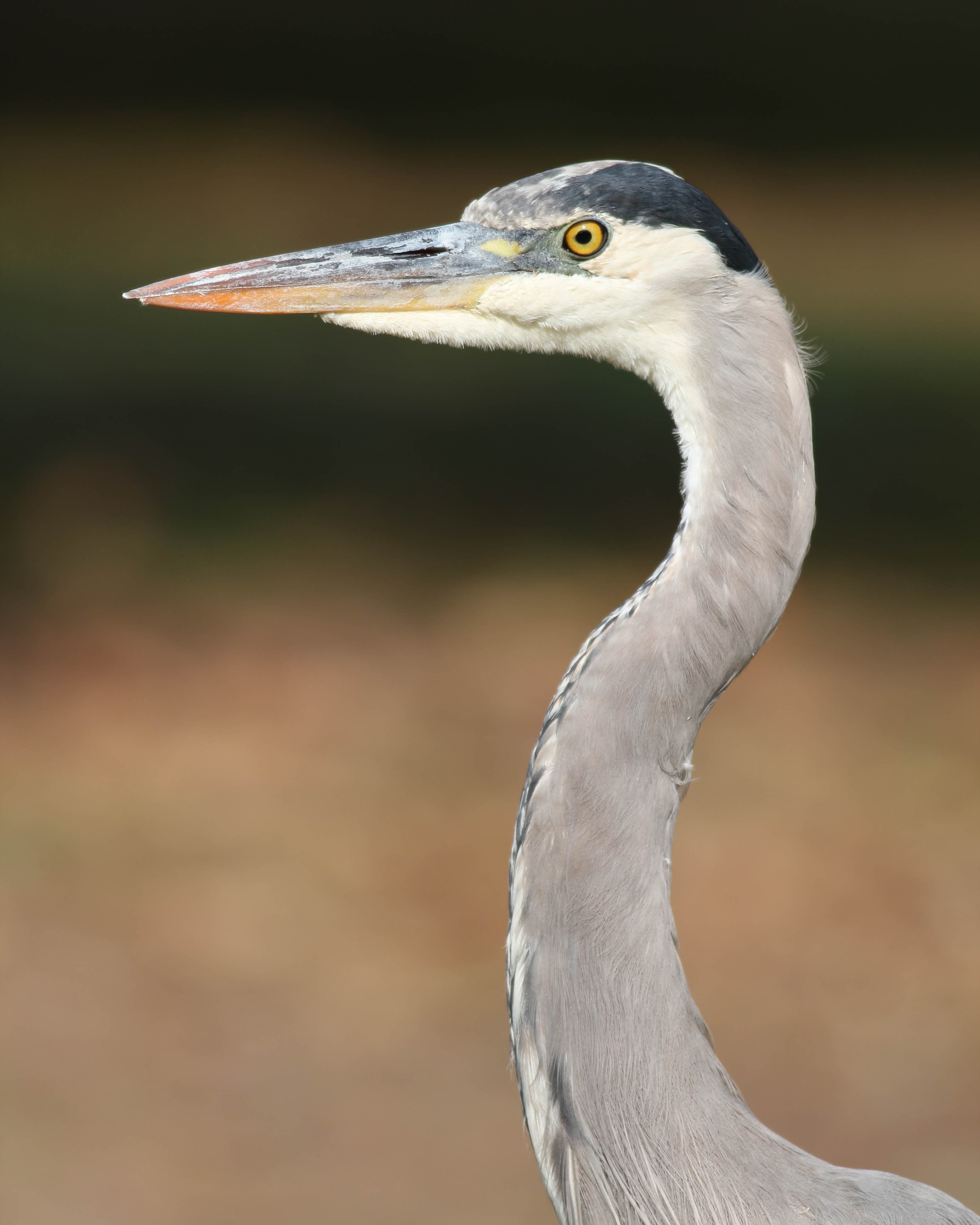 155756791.jpg