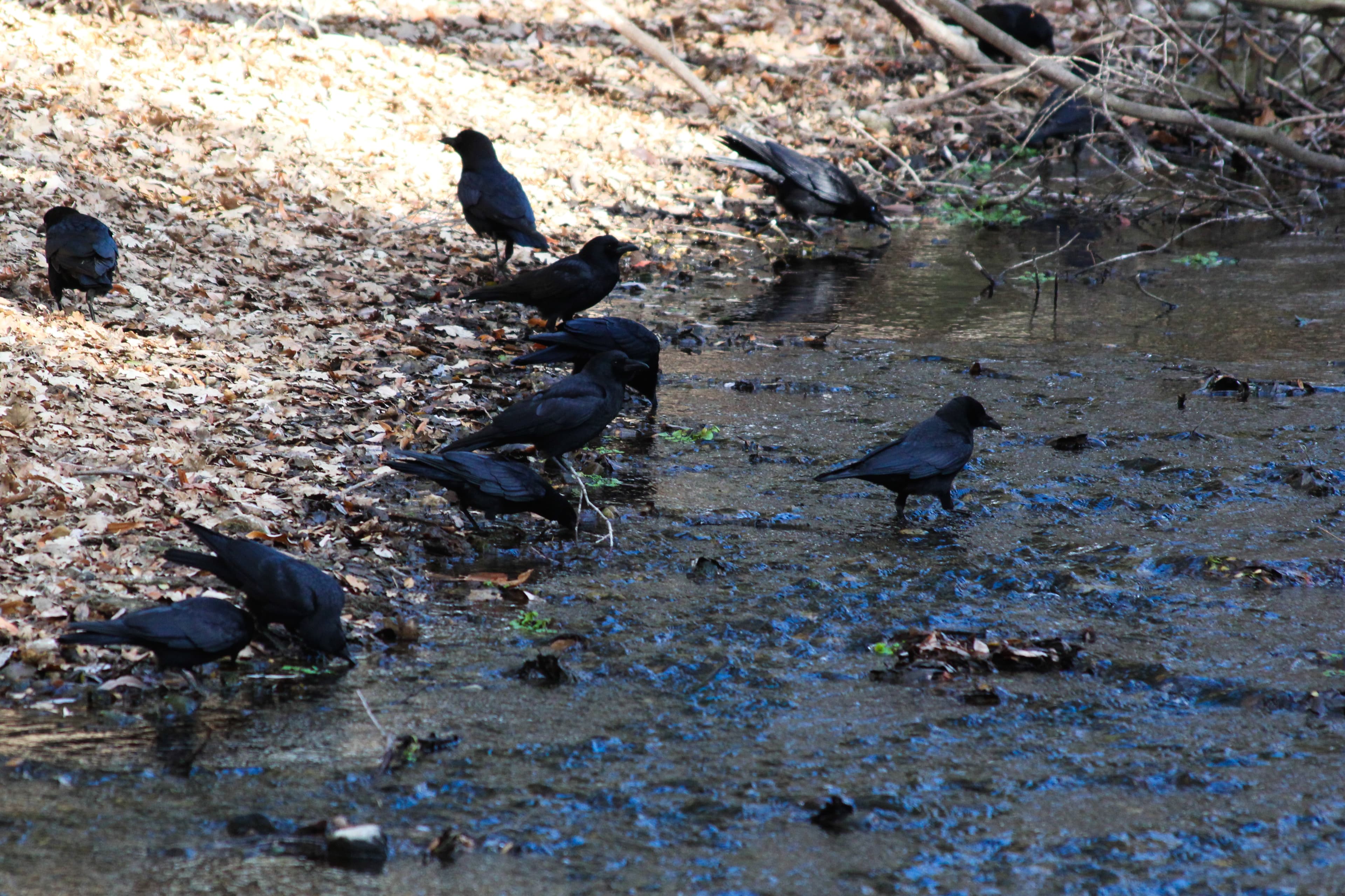 American Crow