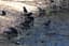 American Crow