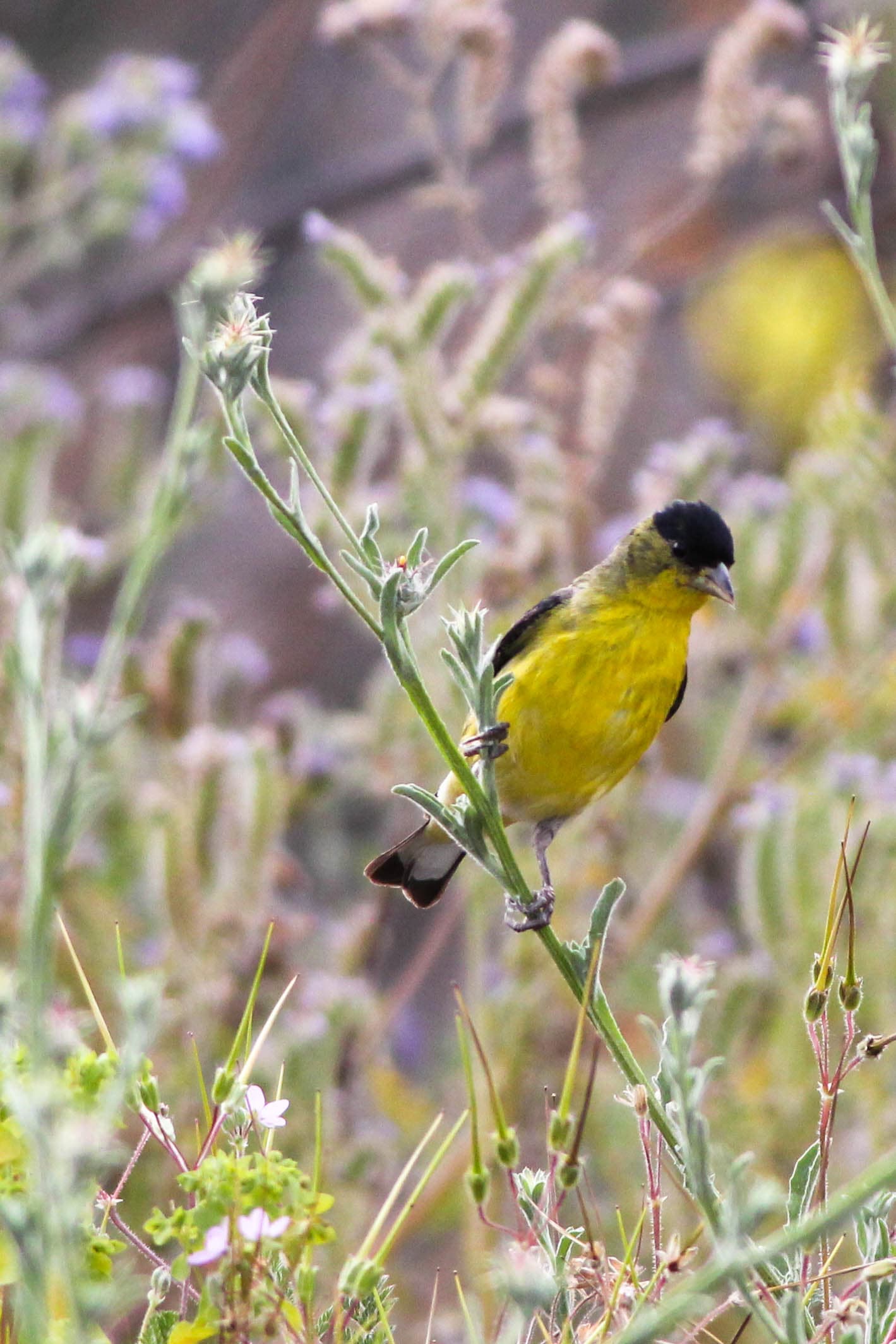 Lesser Goldfinch