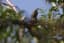 California Quail