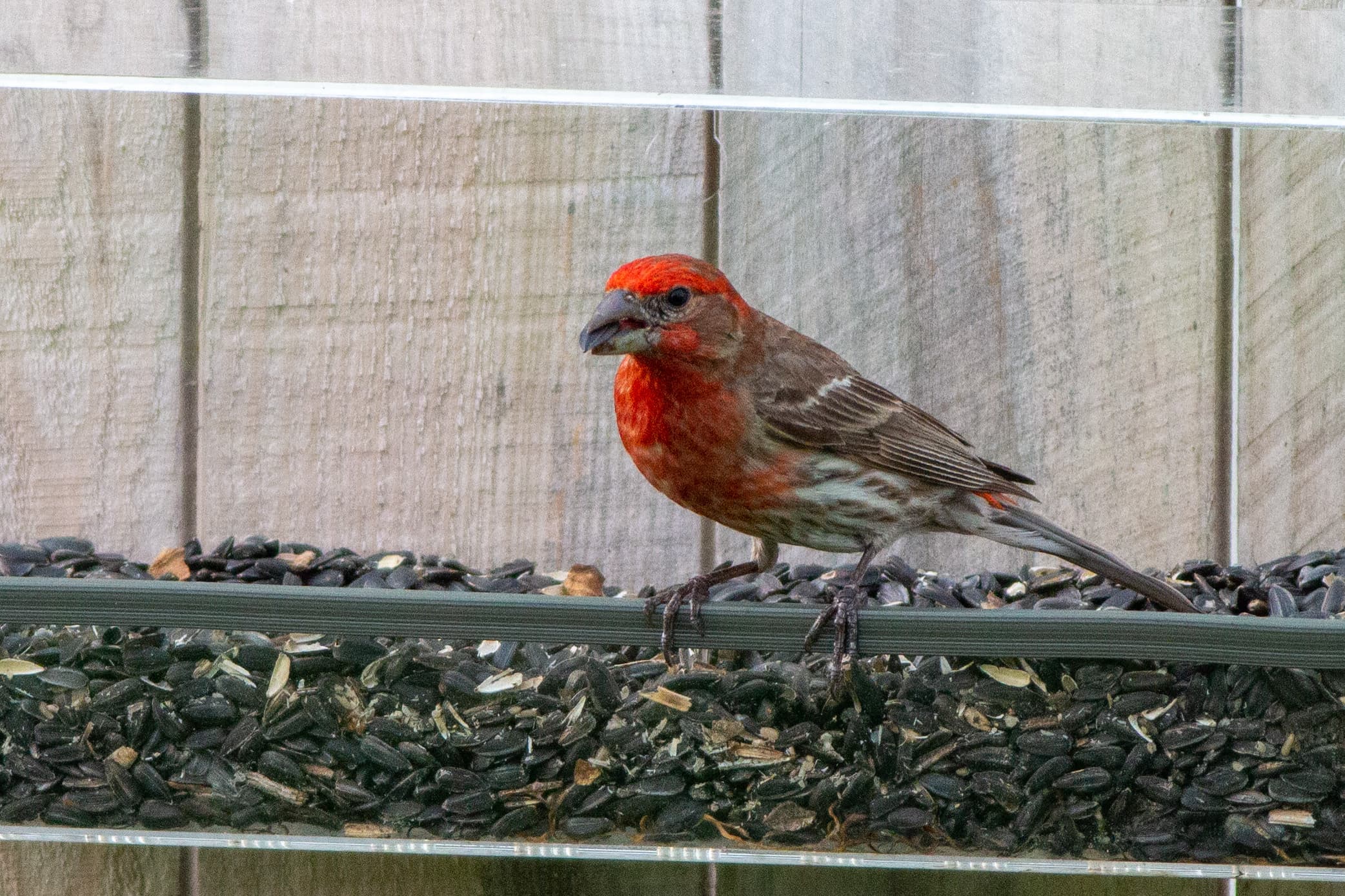 House Finch