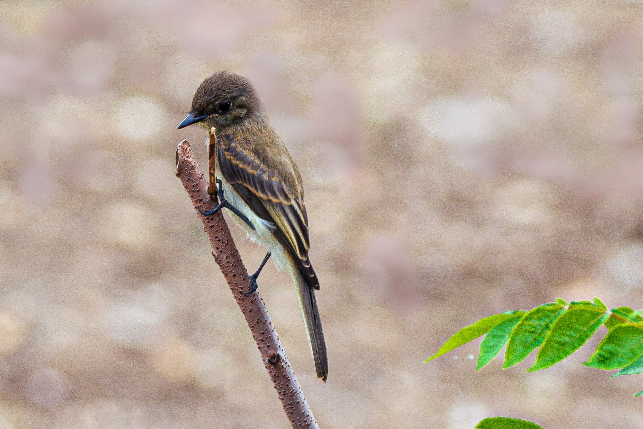 Eastern Phoebe