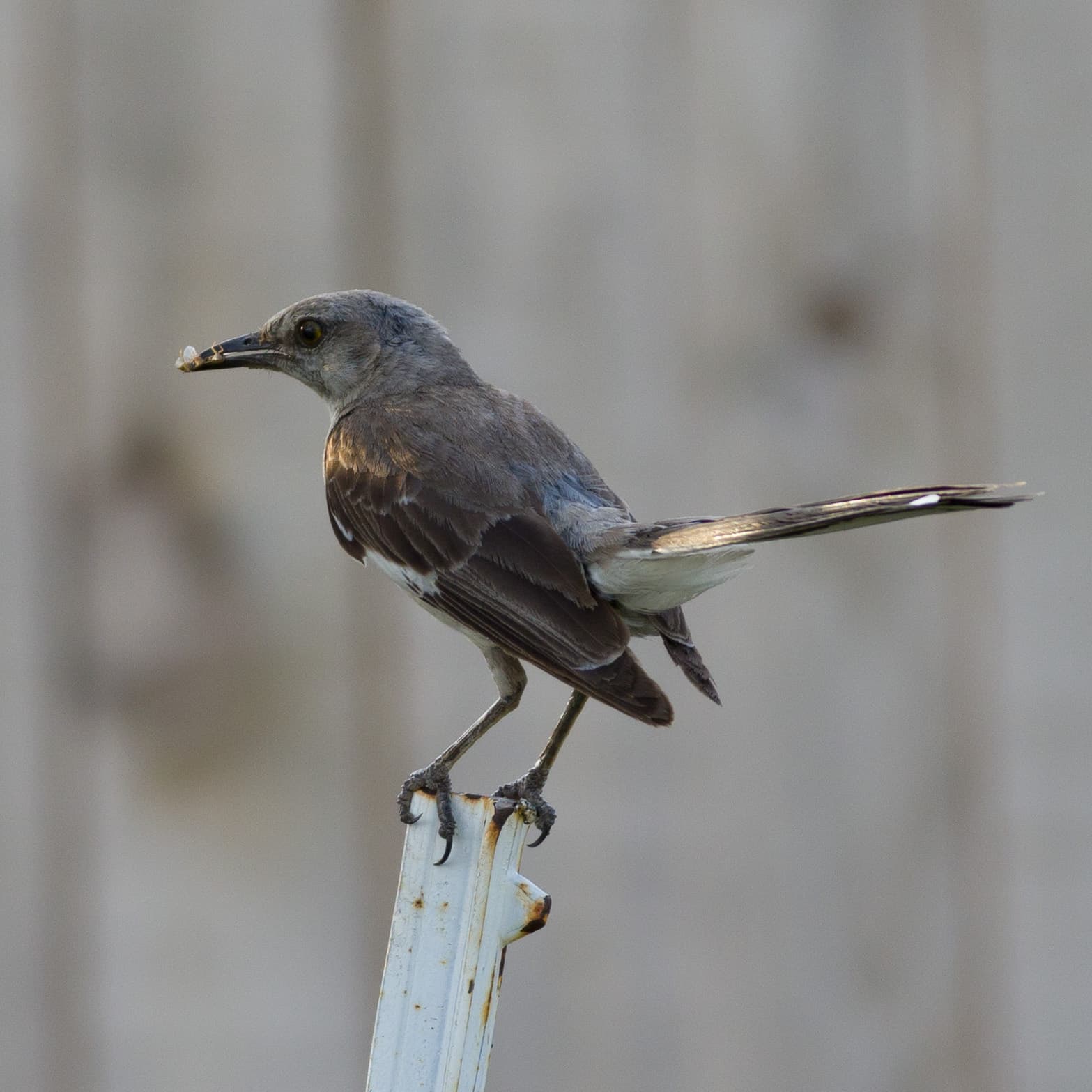 Northern Mockingbird