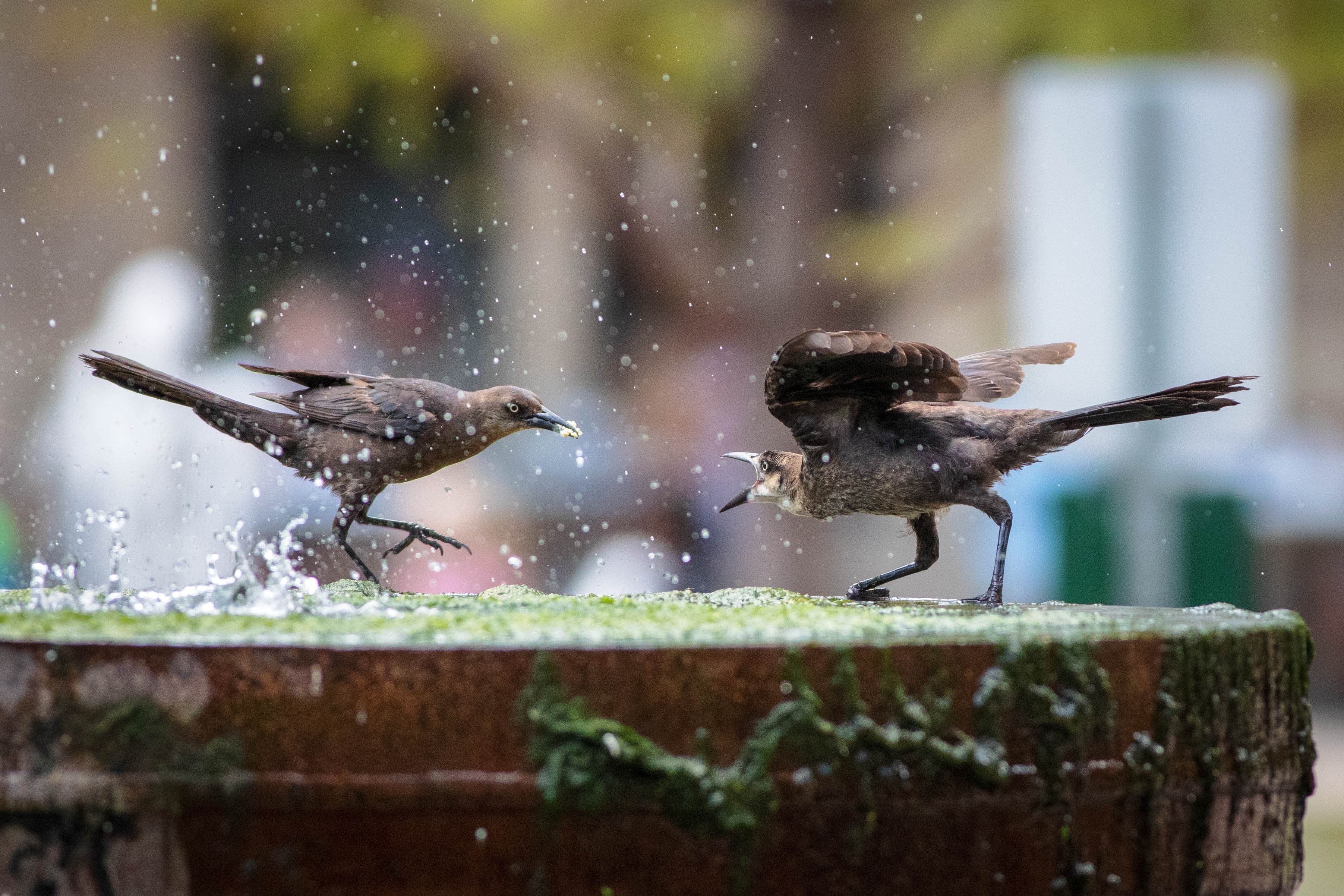 Great-tailed Grackle
