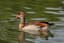 Egyptian Goose