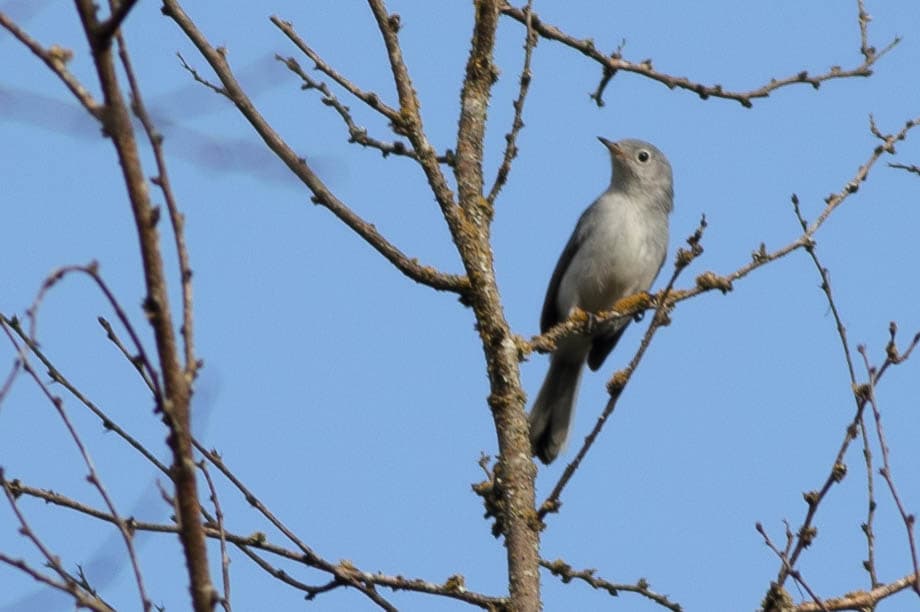Blue-gray Gnatcatcher