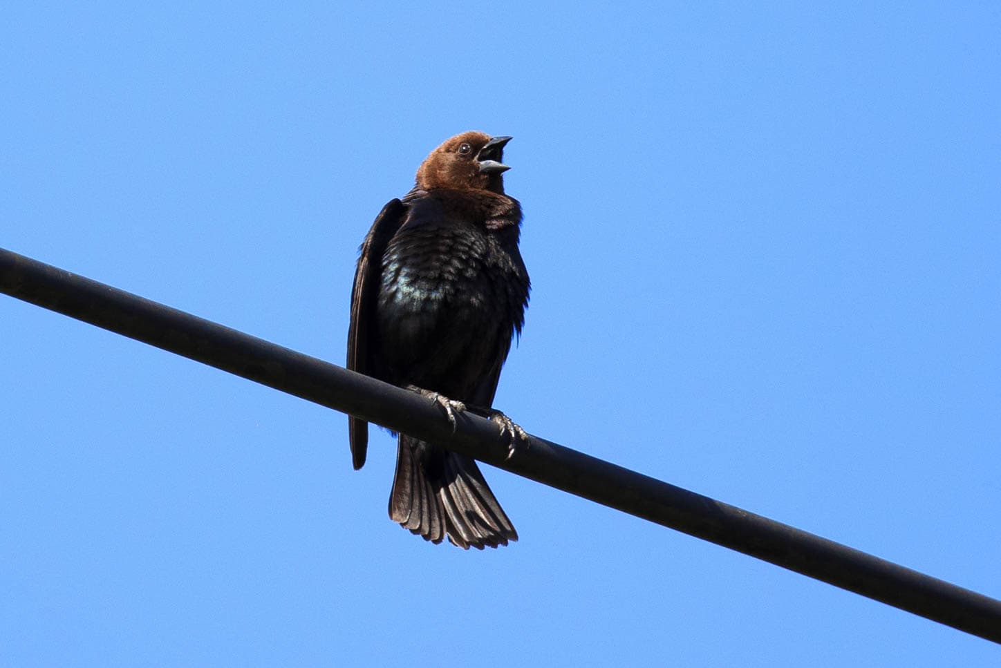 Brown-headed Cowbird