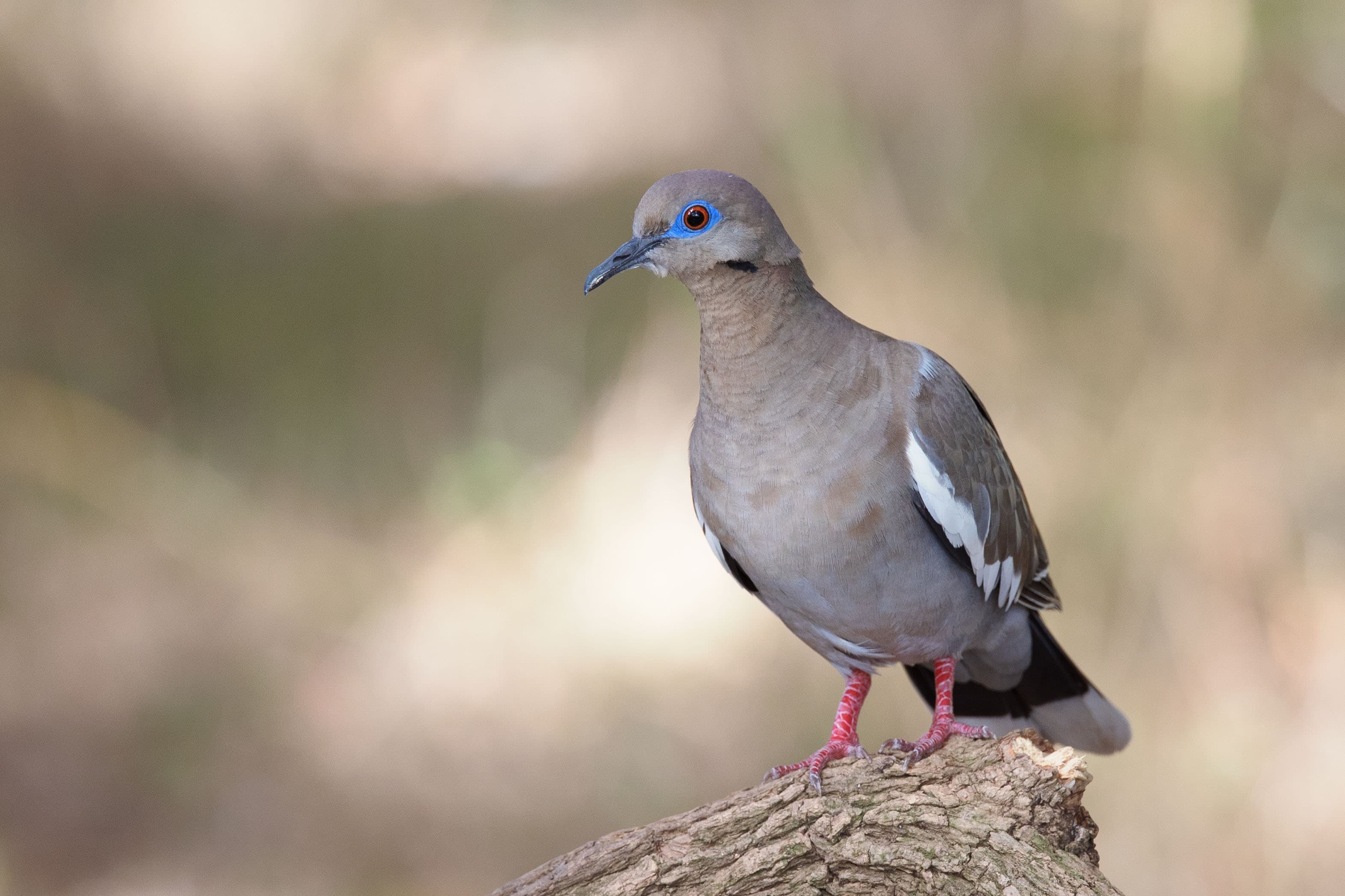 White-winged Dove