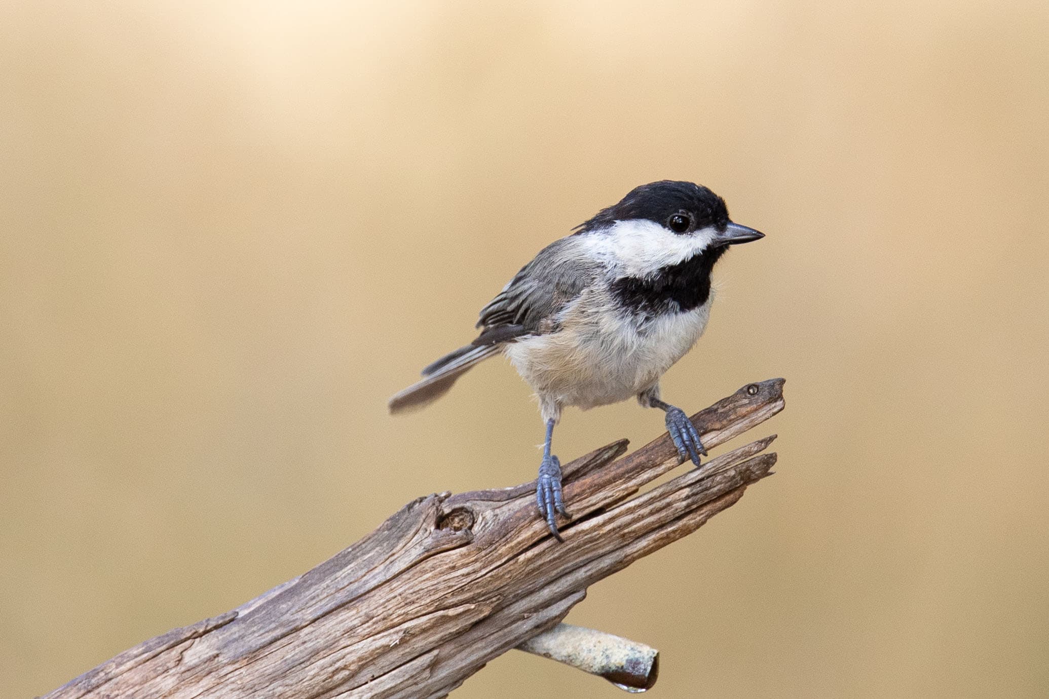 Carolina Chickadee