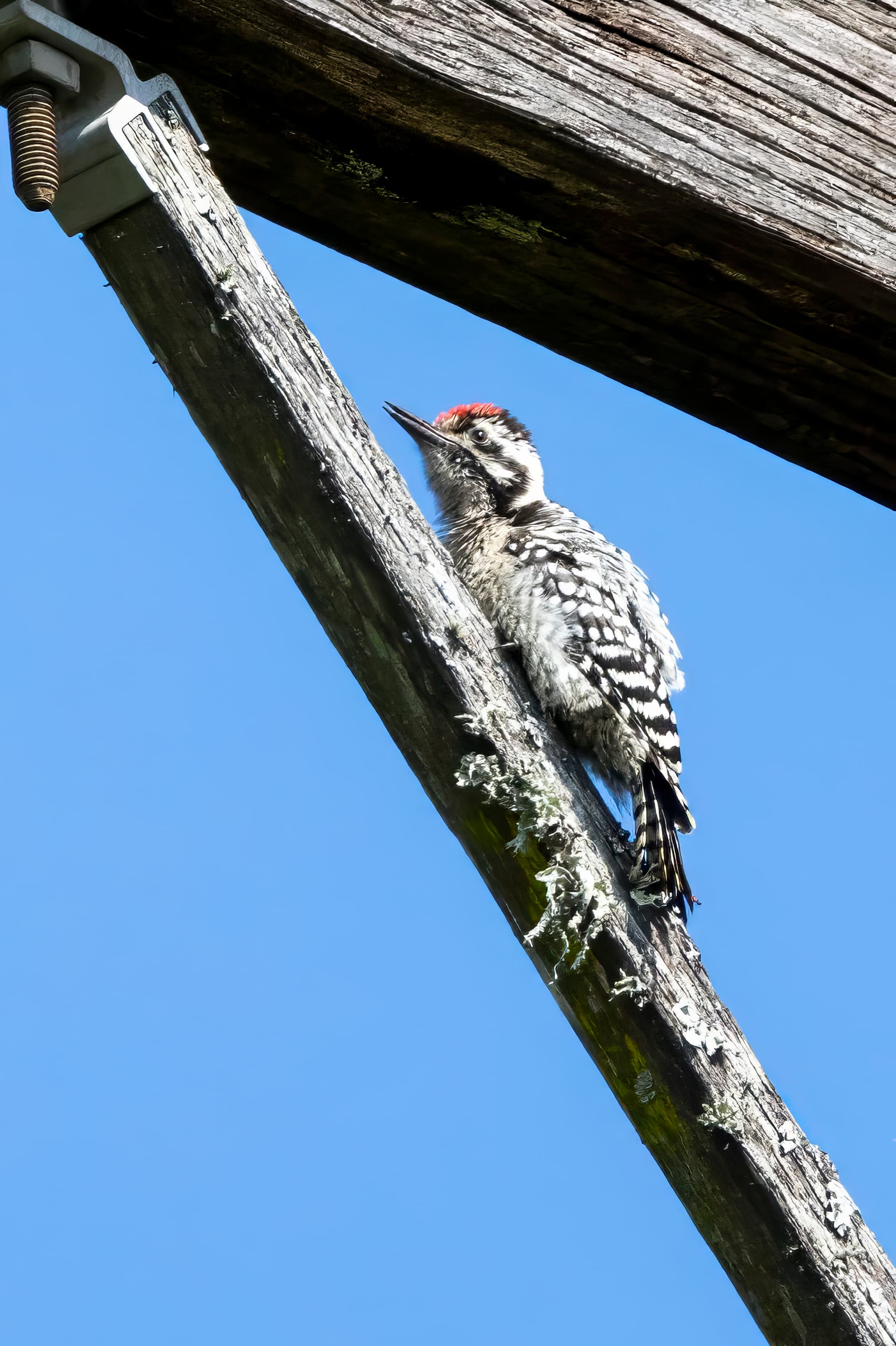 Ladder-backed Woodpecker