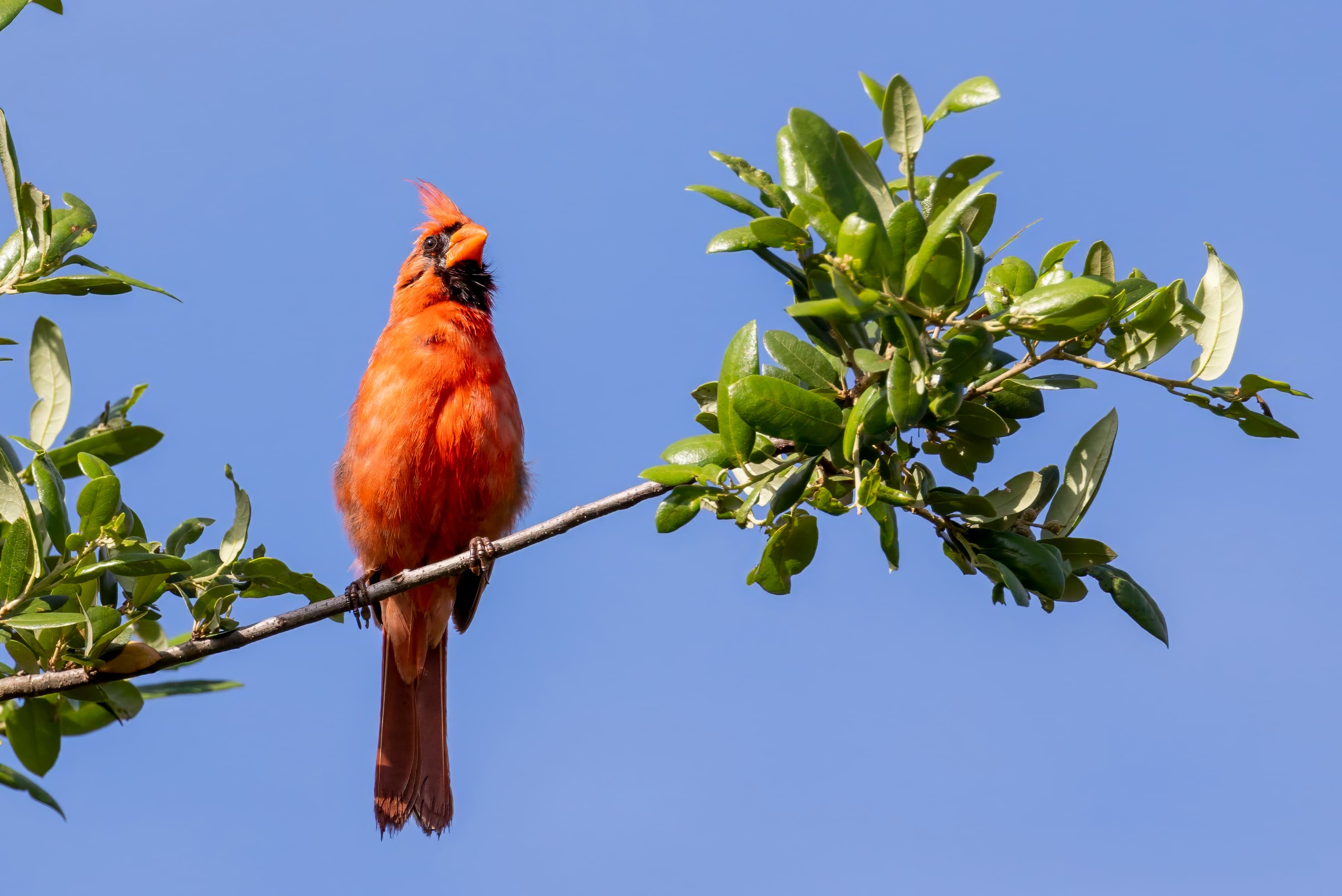 Northern Cardinal