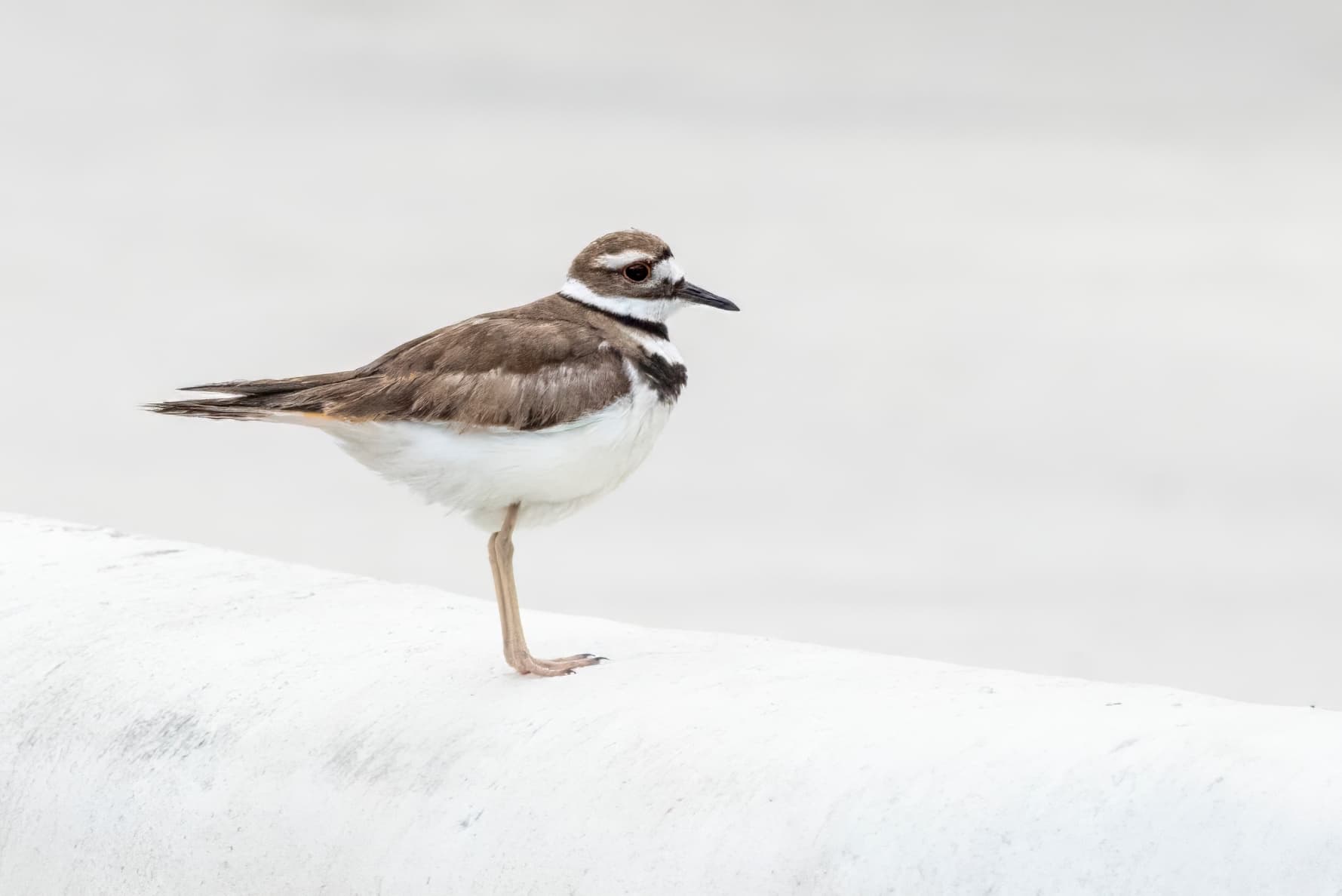 Killdeer