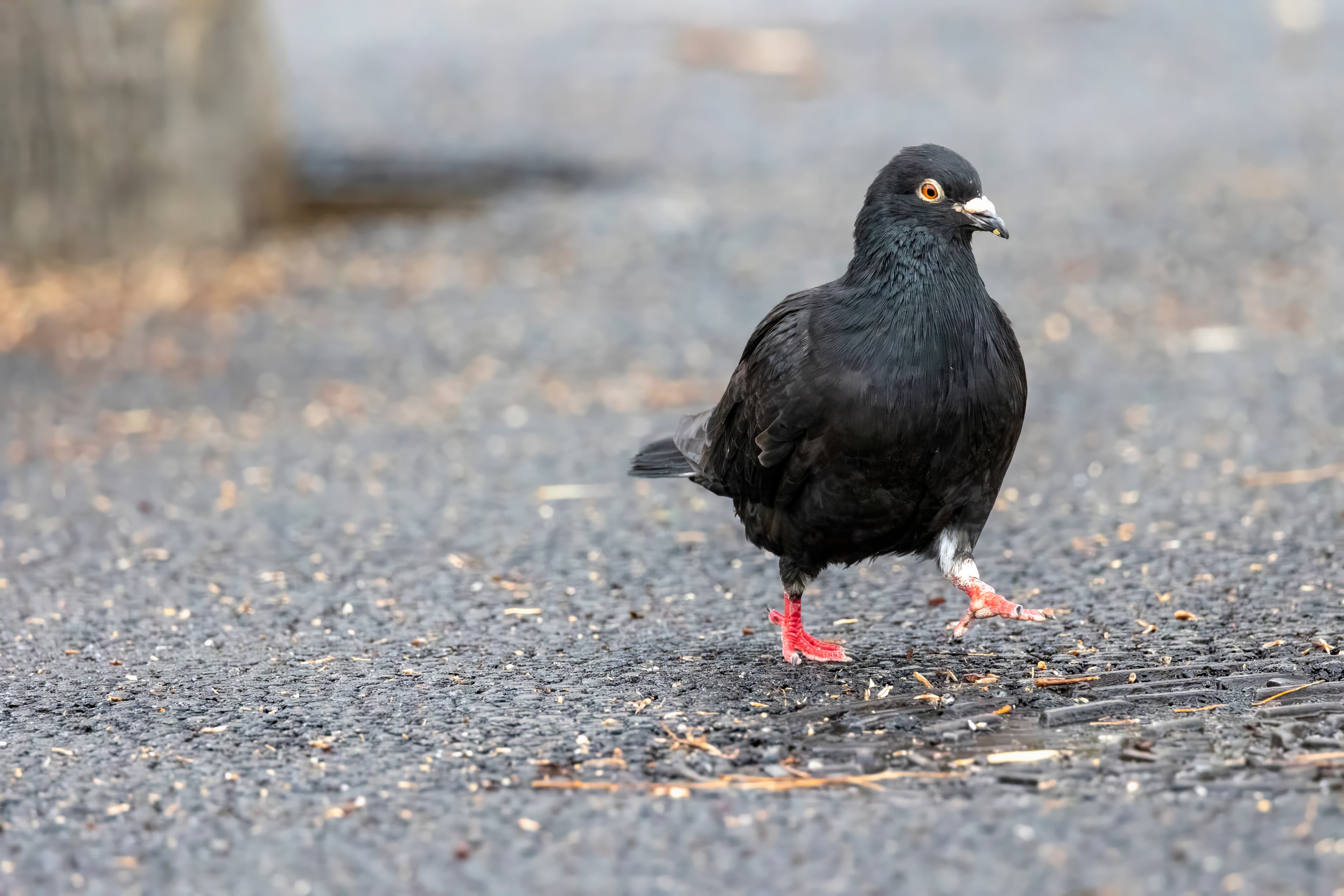 Rock Pigeon
