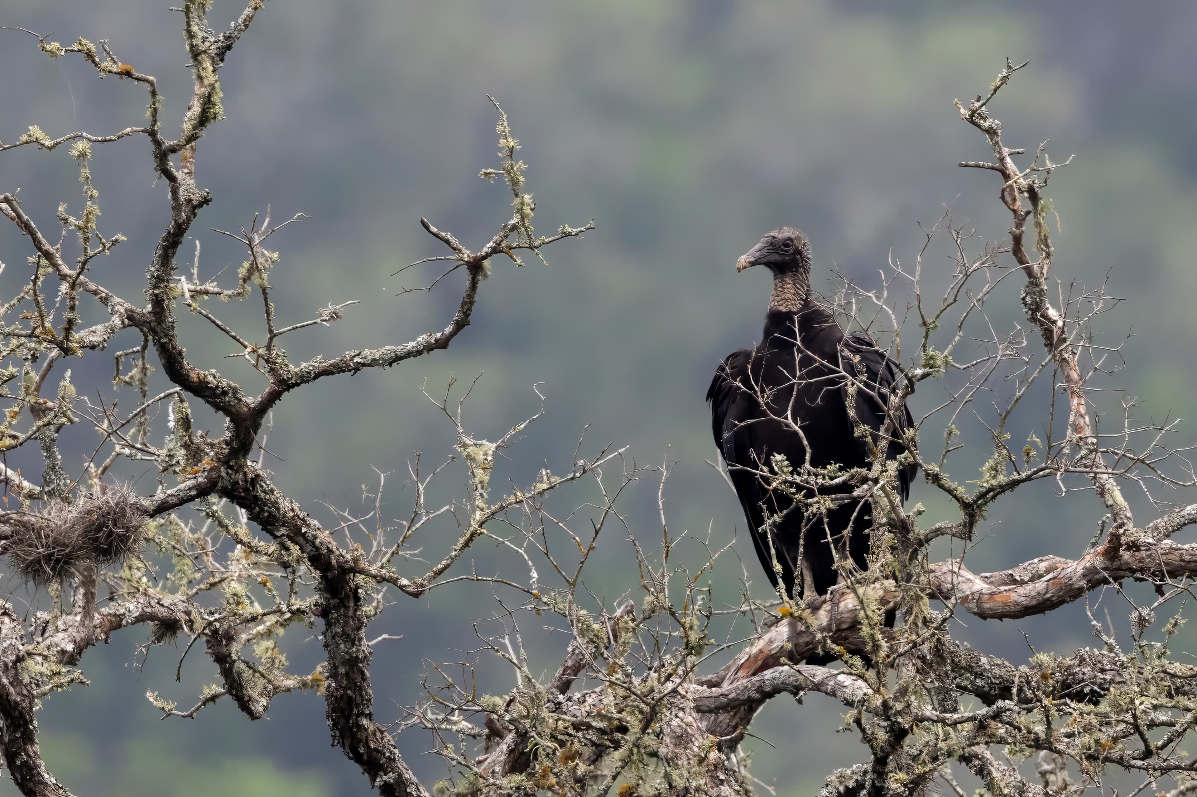 Black Vulture