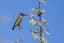 Anna's Hummingbird