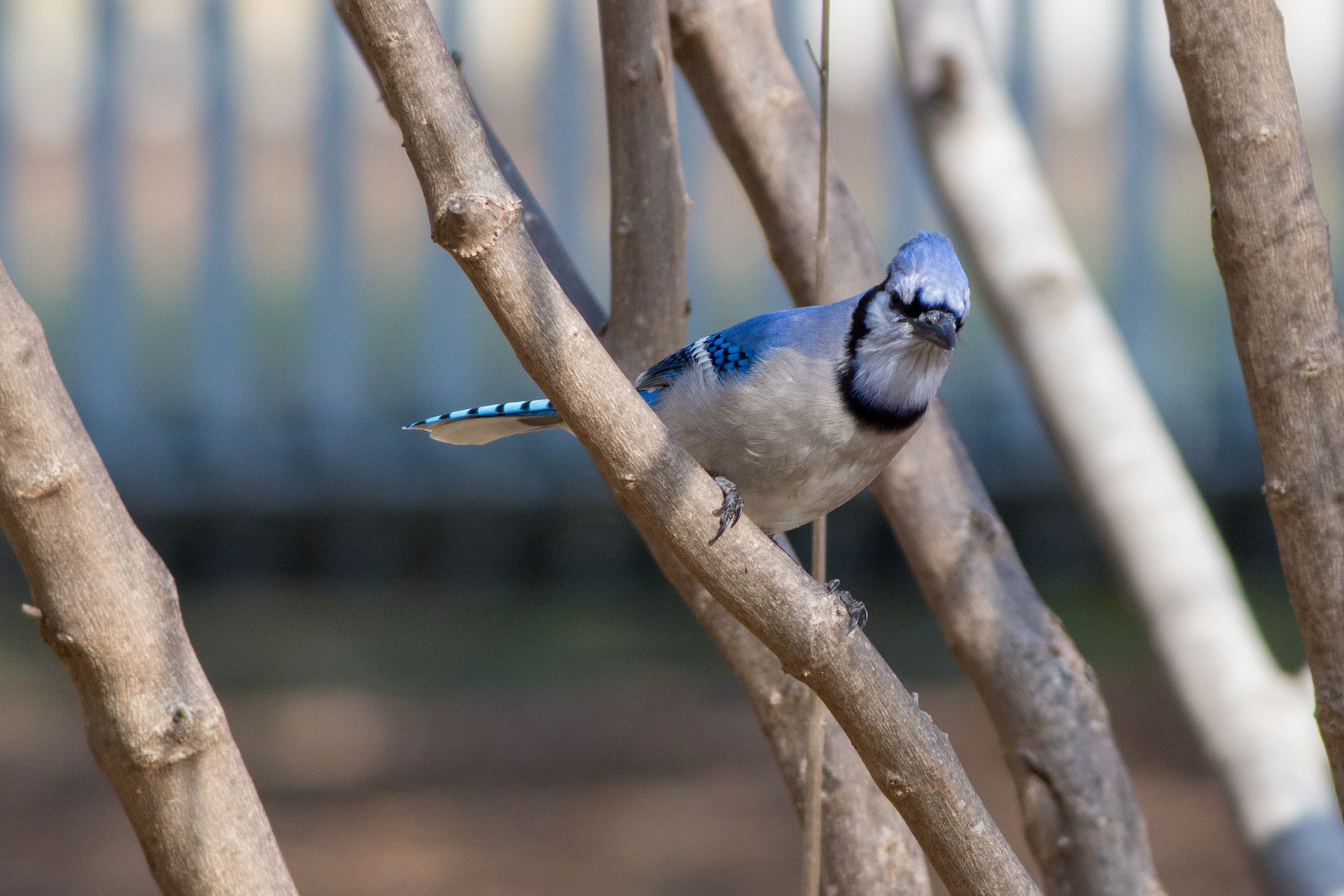 Blue Jay