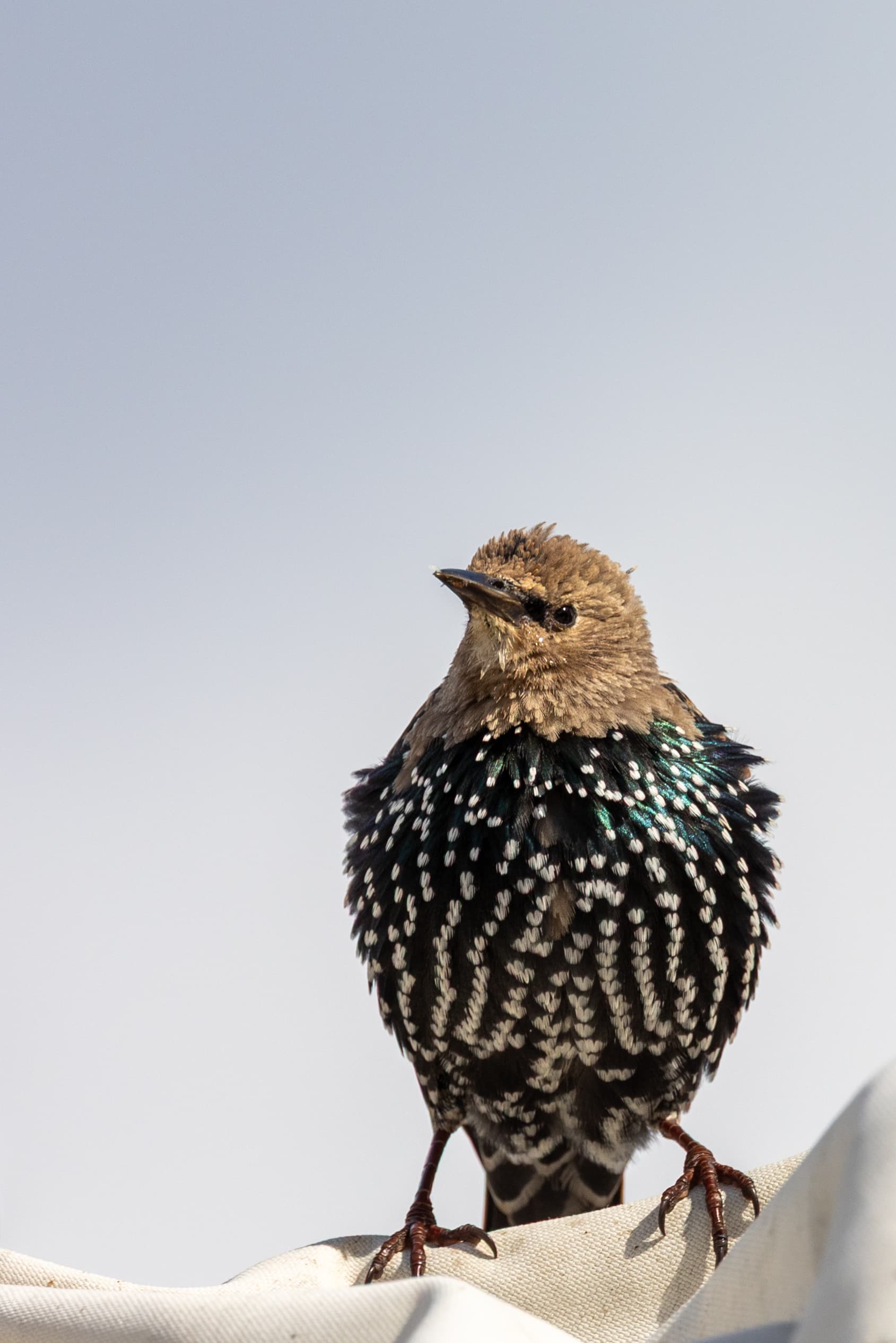 European Starling