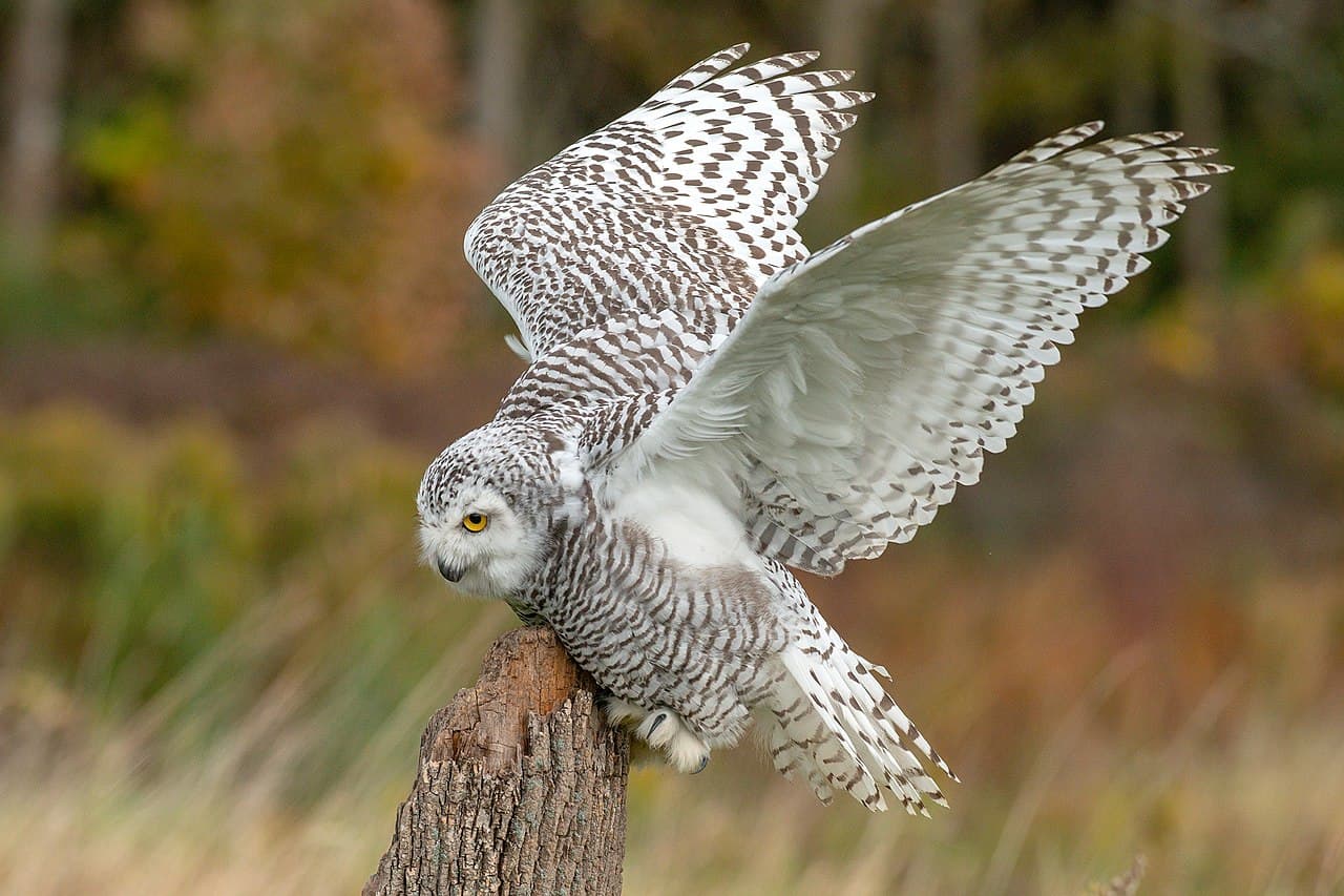 QUIZ: What Kind of Owl Are You?