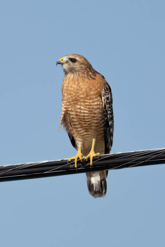 red shouldered hawk on wire