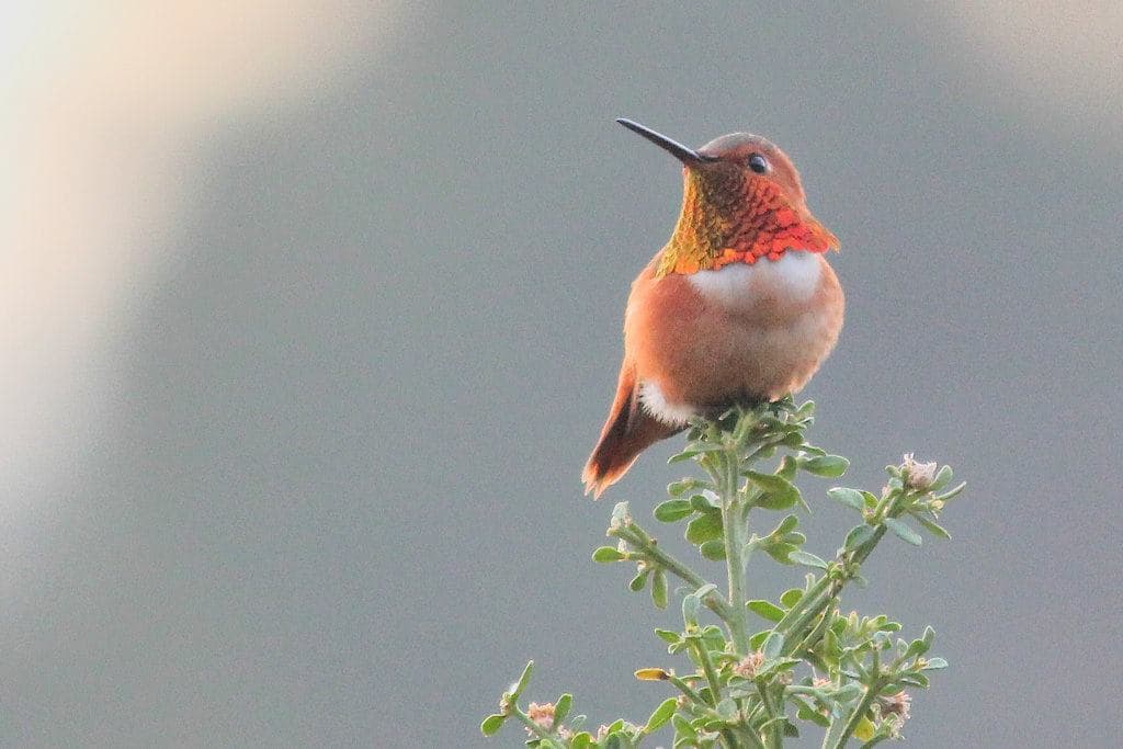 Hummingbird Feeder Safety