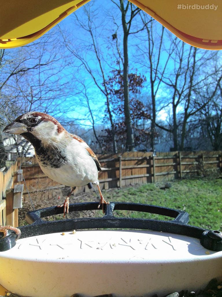 Male House Sparrow via amarandagasi on bird buddy