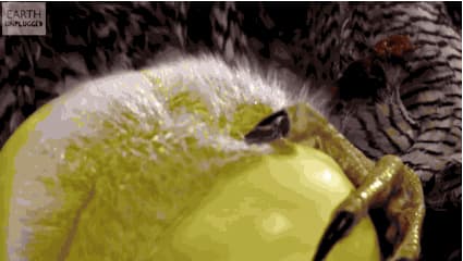 Goshawk Attacks Water Balloon in Slow Motion