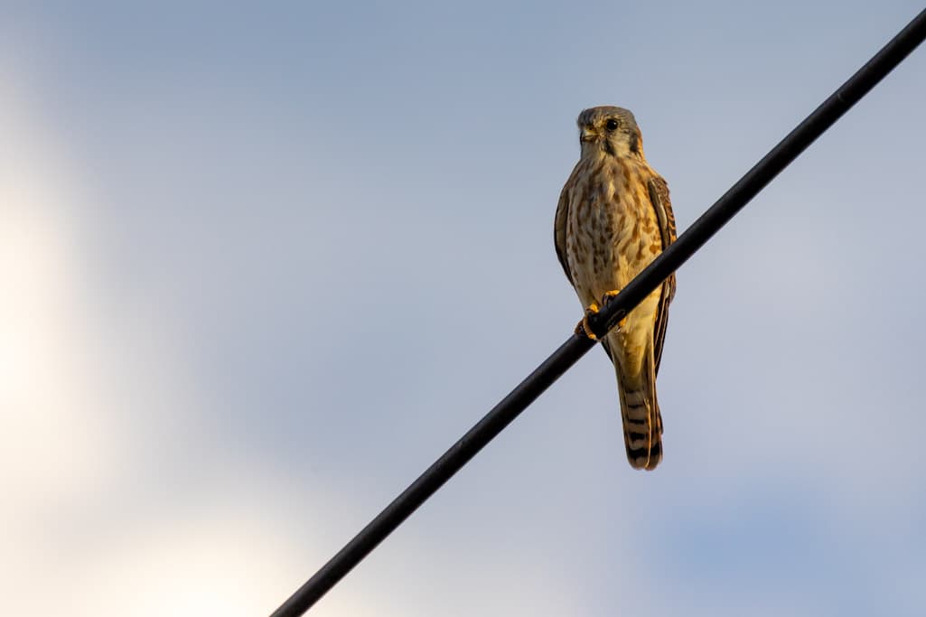 Birding at twilight