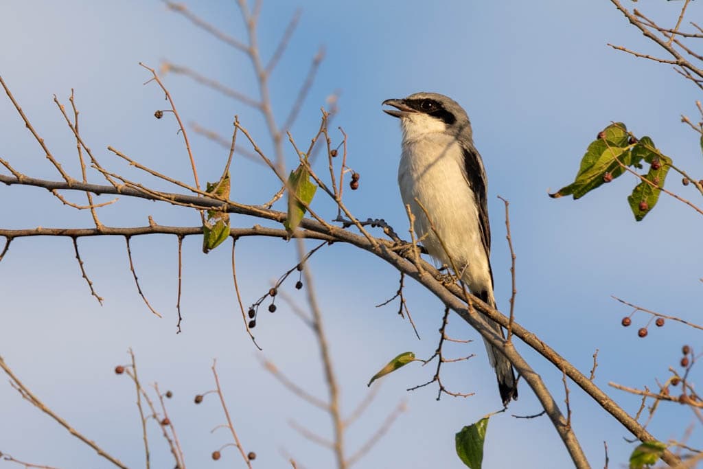 The song of the Loggerhead Shrike
