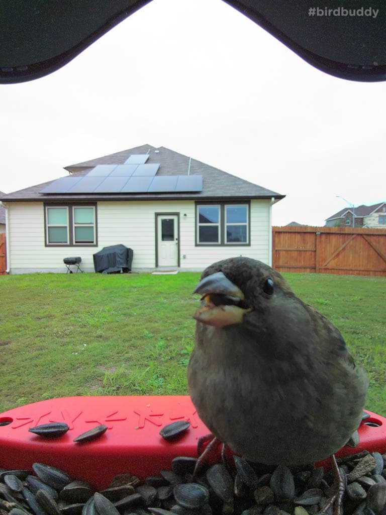A house sparrow stares with a mouthful of food.