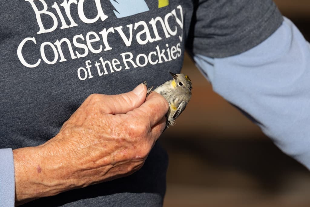 The Yellow-rumped Warbler is being held with what is called the Photographer’s Grip.