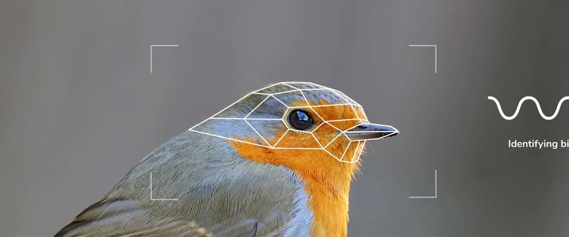 An illustrative example of the processing the bird feeder’s camera will do to help identify bird visitors.