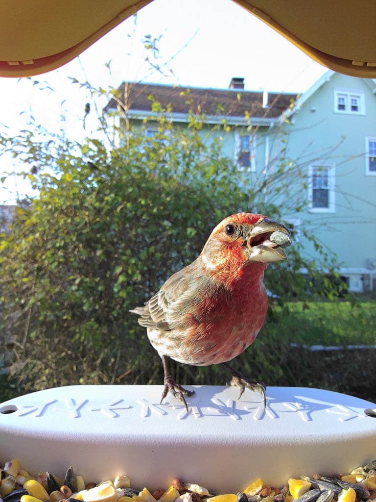 House Finch via SYNtilating