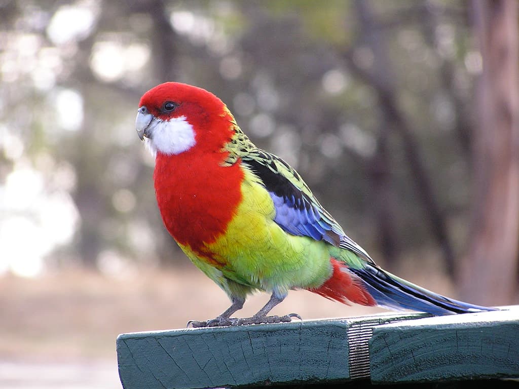 QUIZ: What kind of parrot are you?