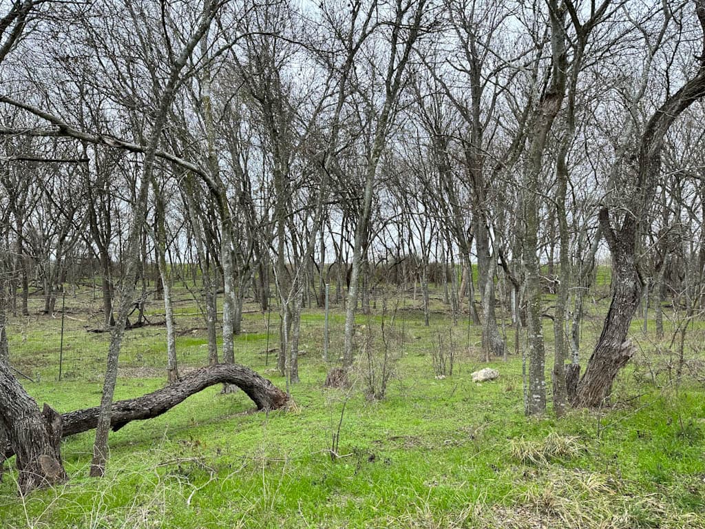 Recording birds at Medina River Natural Area and Greenway