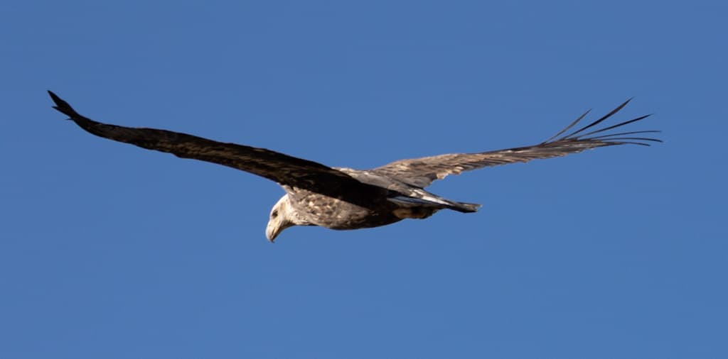immature bald eagle flying