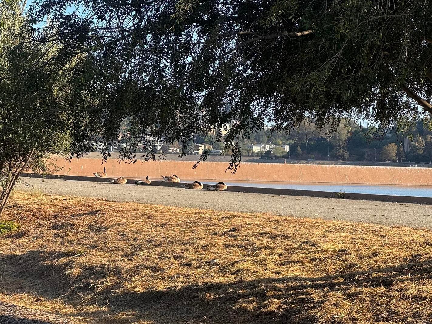 canada geese sleeping next to reservoir