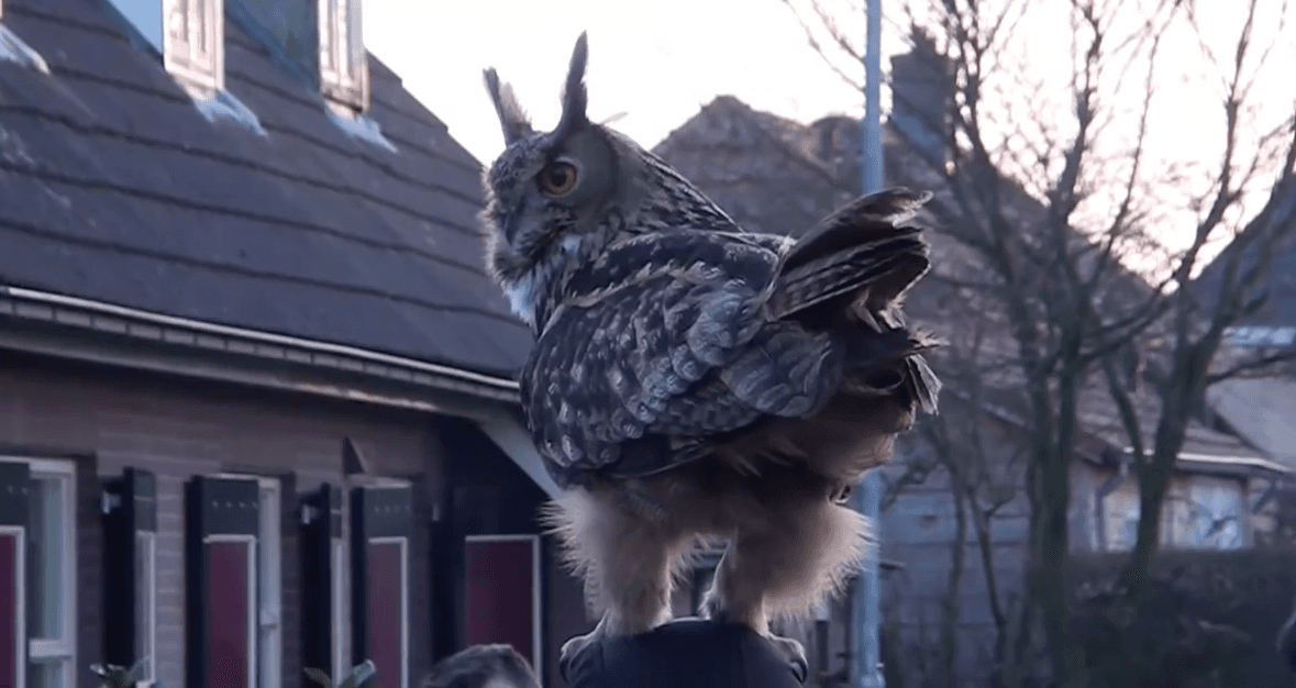 Dutch 'Cuddly Owl' Finally Caught on Video