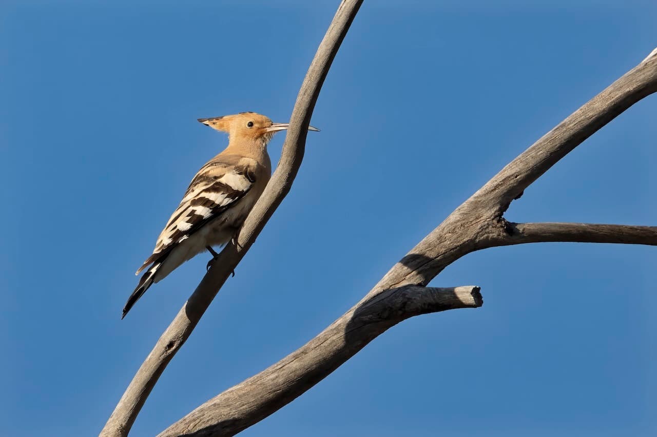 eurasian hoopoe on branch