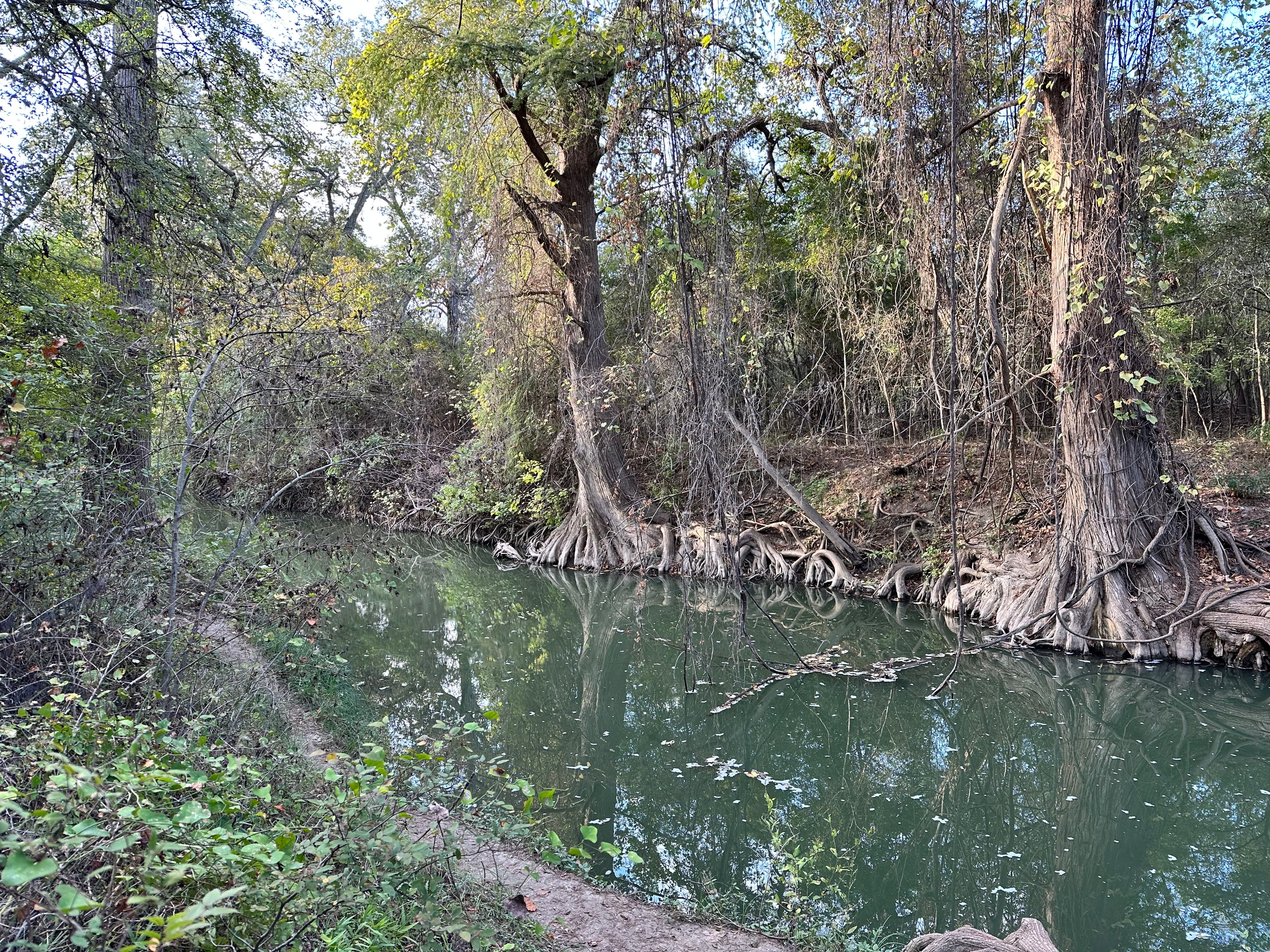 Birding at Medina River in San Antonio