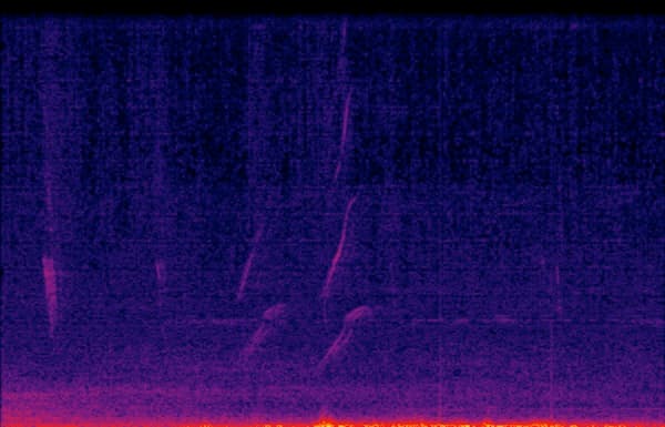 Spectrogram view of a Great-tailed Grackle via BirdNET-Pi