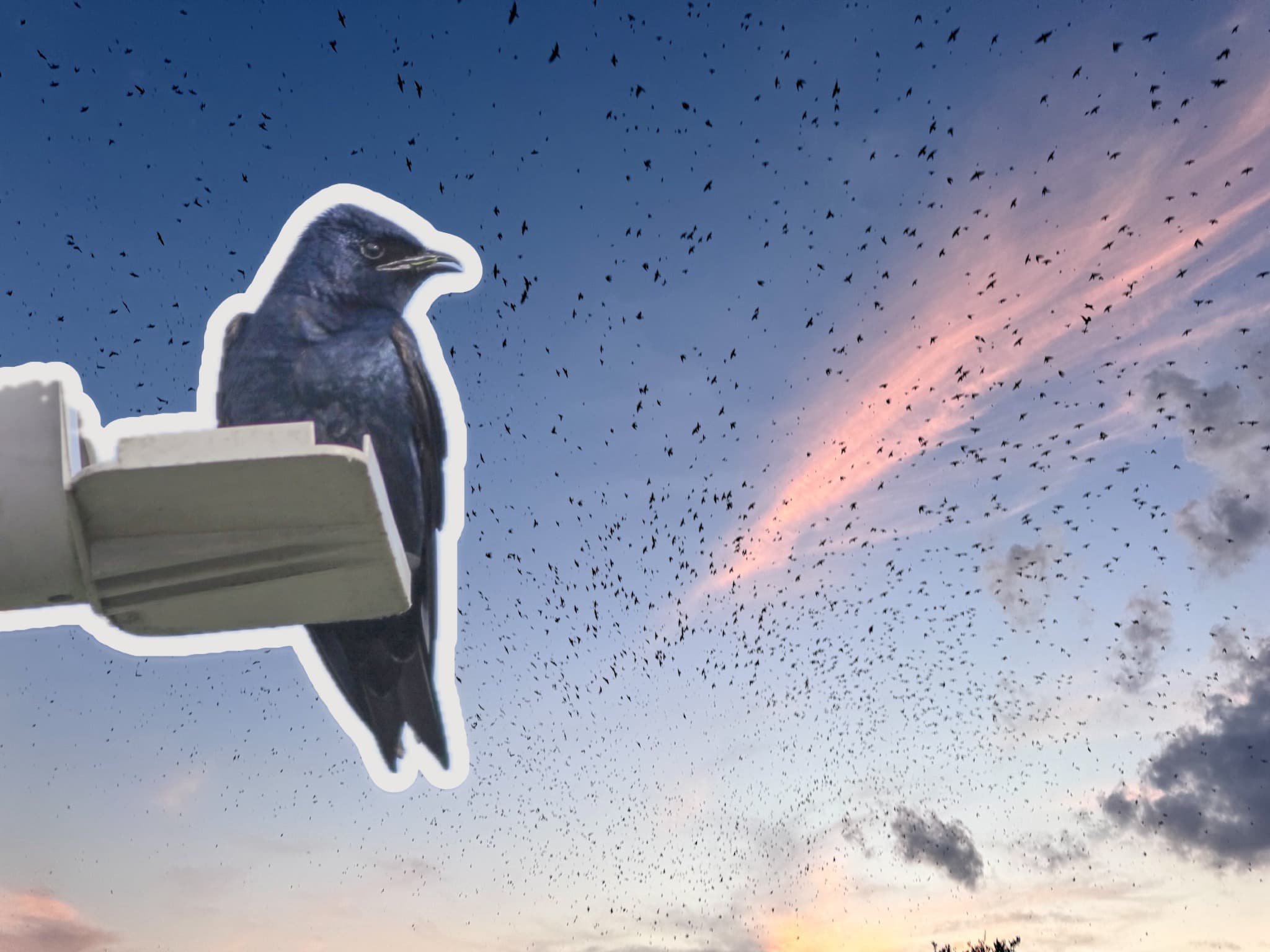 Thousands of Purple Martins form a daily 'birdnado' in Texas as they stage for 2024 fall migration