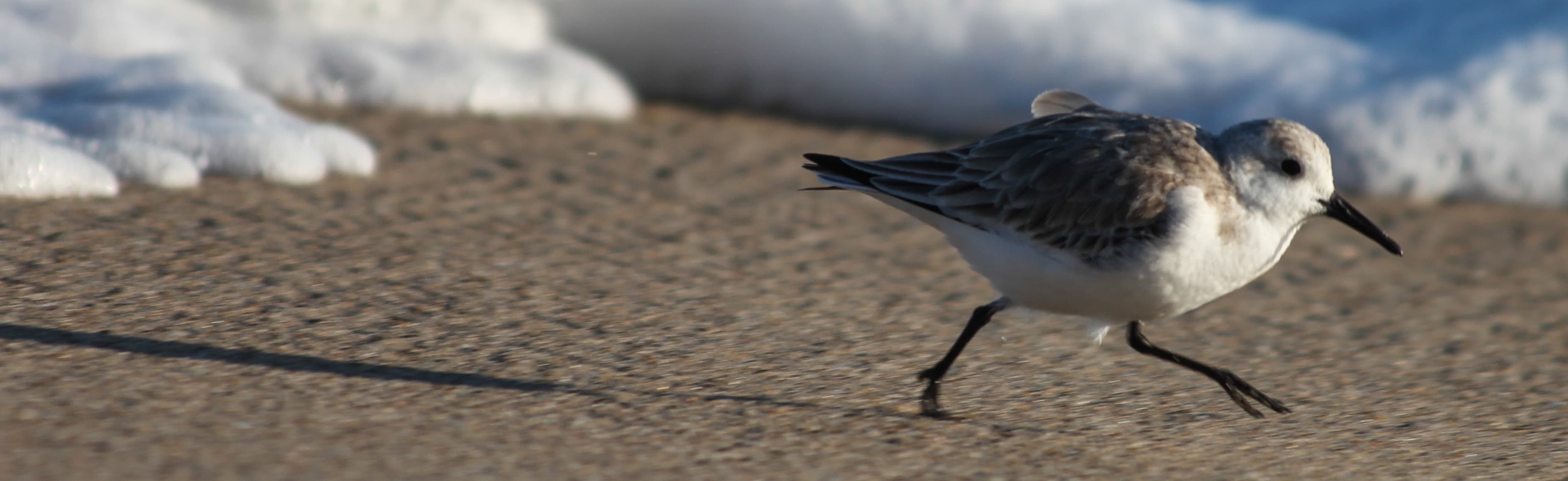 Beginner Birding Mistakes