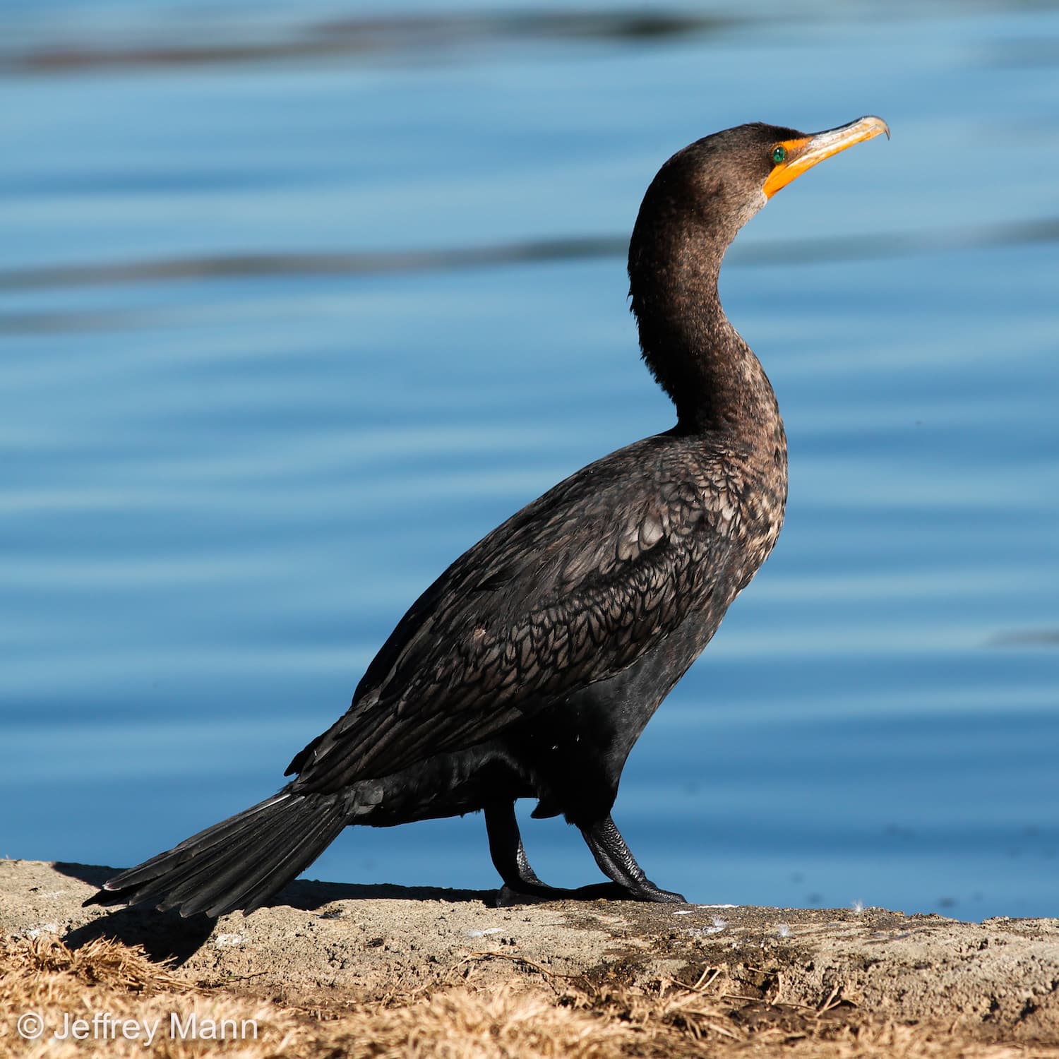 Watch a Double-crested Cormorant running across water in slow motion