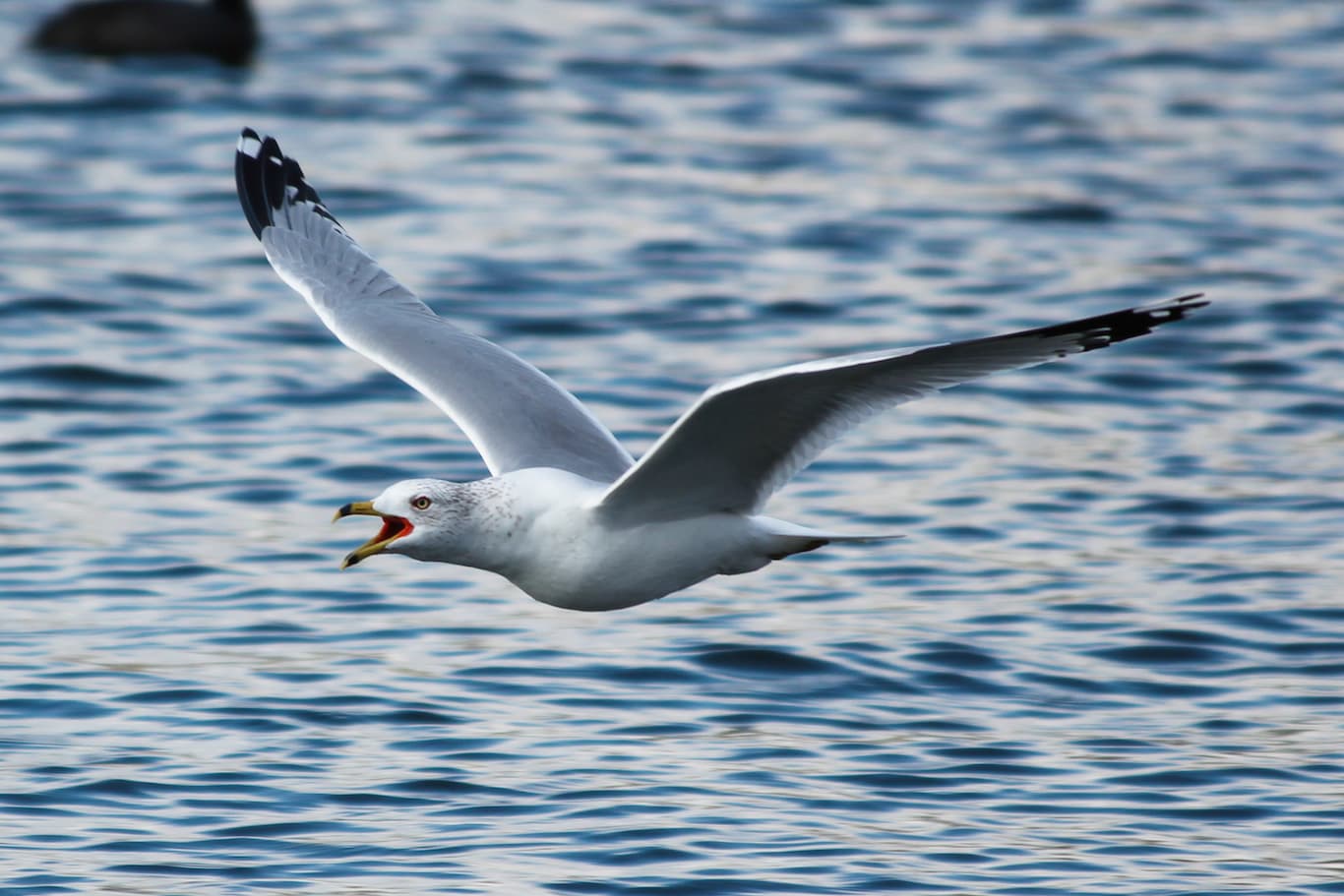 Releasing Gulls at White Point